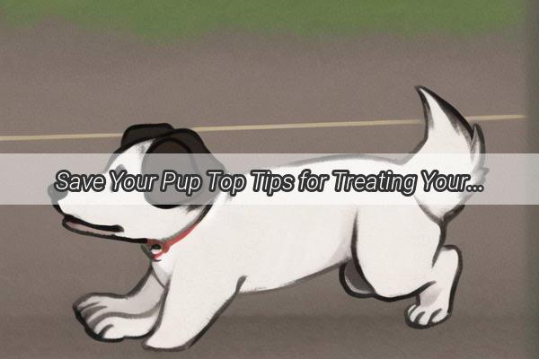 Save Your Pup Top Tips for Treating Your Dog After a Cat Hair Caper